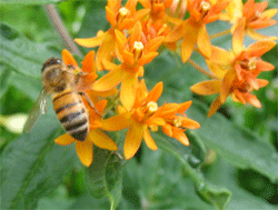 Bee On Asclepias In My City Garden