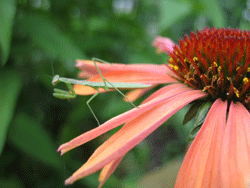 Young Mantis On My Coneflower